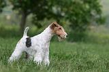 FOX TERRIER 623